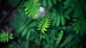 Preview wallpaper leaf, green, plant, branch, blur