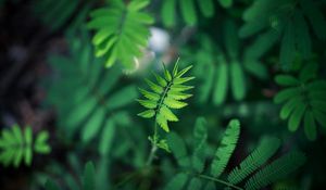 Preview wallpaper leaf, green, plant, branch, blur