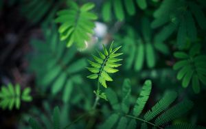 Preview wallpaper leaf, green, plant, branch, blur