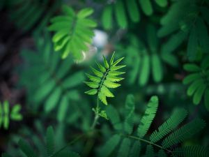 Preview wallpaper leaf, green, plant, branch, blur