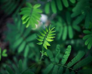 Preview wallpaper leaf, green, plant, branch, blur