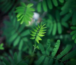 Preview wallpaper leaf, green, plant, branch, blur