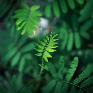 Preview wallpaper leaf, green, plant, branch, blur