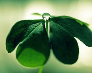 Preview wallpaper leaf, green, straw, grass