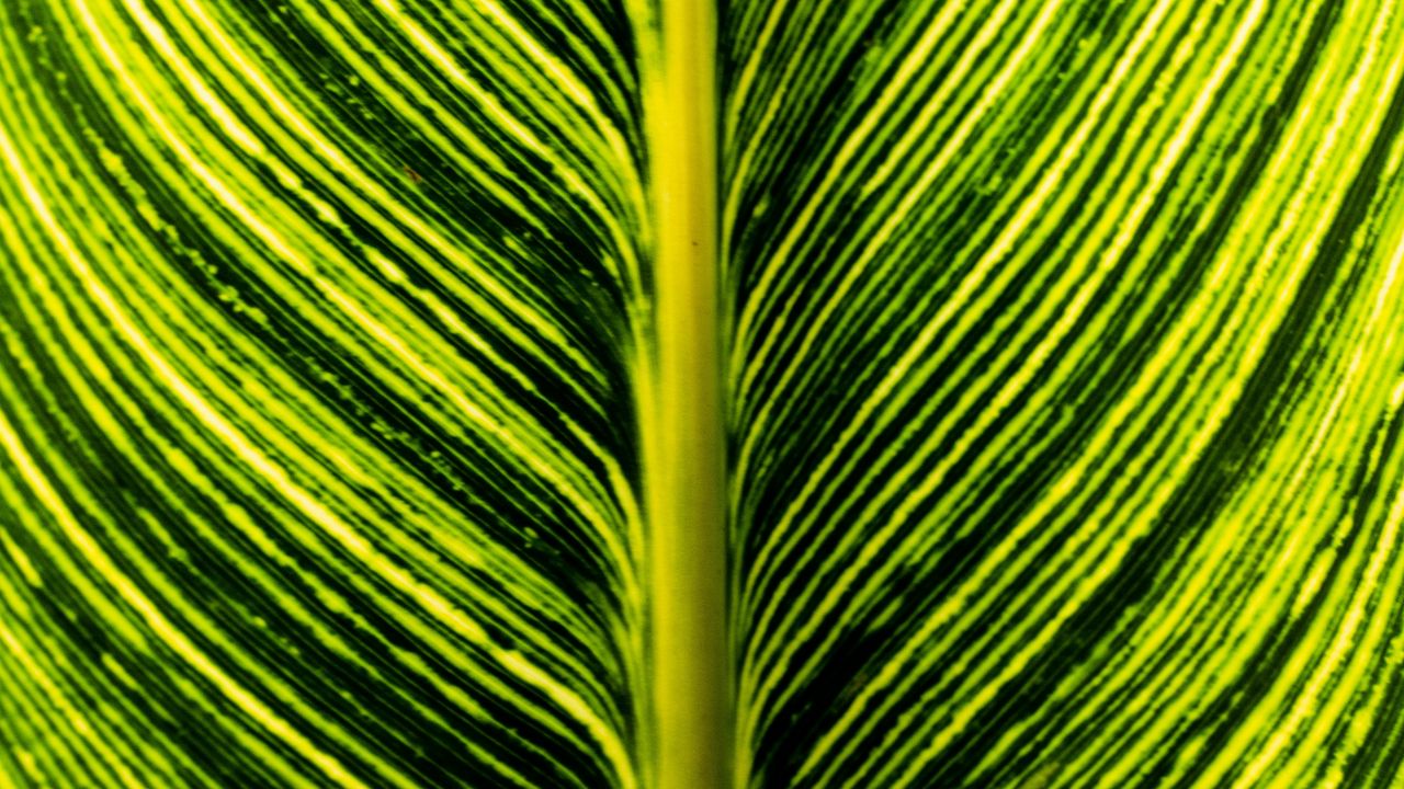 Wallpaper leaf, green, stripes, macro, plant