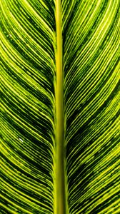 Preview wallpaper leaf, green, stripes, macro, plant