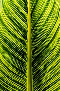 Preview wallpaper leaf, green, stripes, macro, plant
