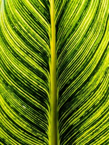 Preview wallpaper leaf, green, stripes, macro, plant