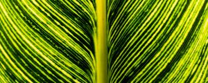 Preview wallpaper leaf, green, stripes, macro, plant
