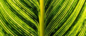 Preview wallpaper leaf, green, stripes, macro, plant