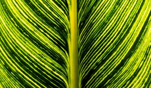 Preview wallpaper leaf, green, stripes, macro, plant