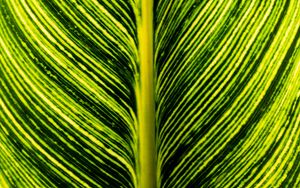 Preview wallpaper leaf, green, stripes, macro, plant