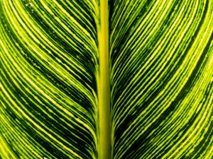 Preview wallpaper leaf, green, stripes, macro, plant