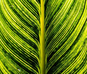 Preview wallpaper leaf, green, stripes, macro, plant