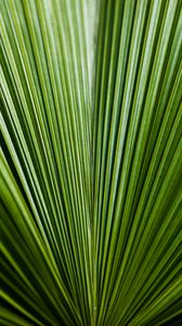 Preview wallpaper leaf, green, stripes