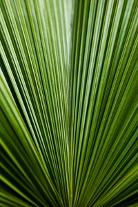 Preview wallpaper leaf, green, stripes