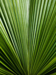 Preview wallpaper leaf, green, stripes