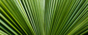 Preview wallpaper leaf, green, stripes