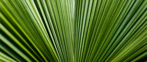 Preview wallpaper leaf, green, stripes