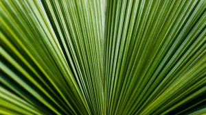 Preview wallpaper leaf, green, stripes