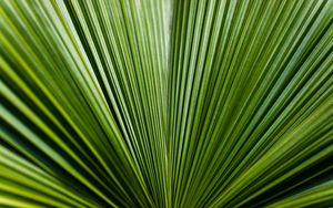 Preview wallpaper leaf, green, stripes
