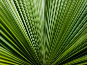 Preview wallpaper leaf, green, stripes