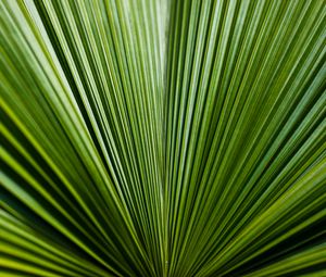 Preview wallpaper leaf, green, stripes