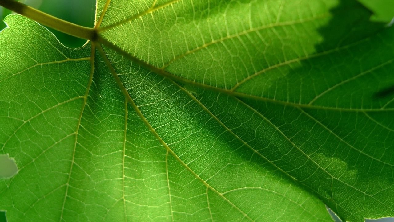 Wallpaper leaf, green, summer, form, carved