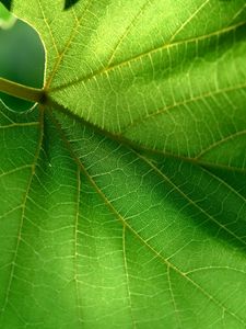 Preview wallpaper leaf, green, summer, form, carved