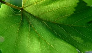 Preview wallpaper leaf, green, summer, form, carved