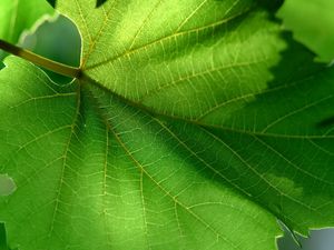 Preview wallpaper leaf, green, summer, form, carved