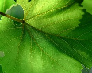 Preview wallpaper leaf, green, summer, form, carved