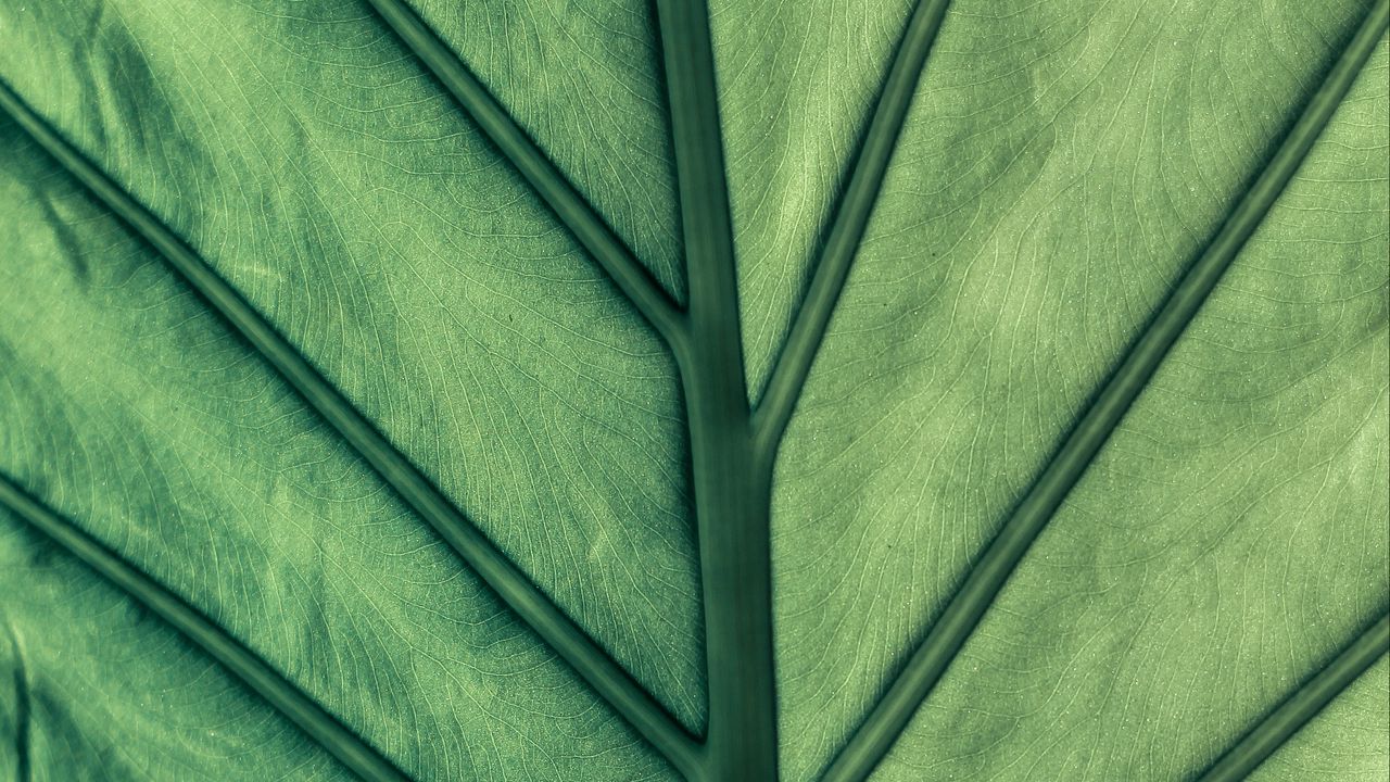 Wallpaper leaf, green, veins, macro