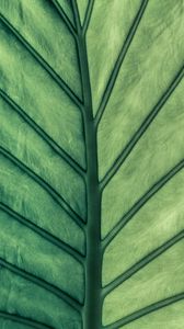 Preview wallpaper leaf, green, veins, macro