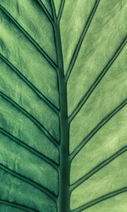 Preview wallpaper leaf, green, veins, macro