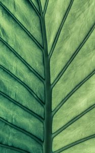 Preview wallpaper leaf, green, veins, macro