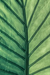 Preview wallpaper leaf, green, veins, macro