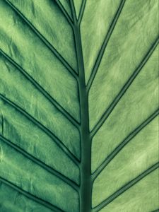 Preview wallpaper leaf, green, veins, macro