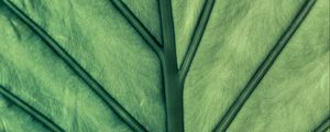 Preview wallpaper leaf, green, veins, macro
