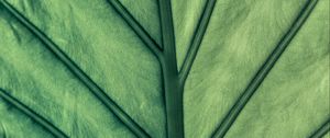 Preview wallpaper leaf, green, veins, macro
