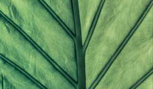 Preview wallpaper leaf, green, veins, macro