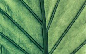 Preview wallpaper leaf, green, veins, macro