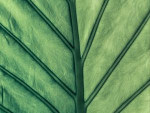 Preview wallpaper leaf, green, veins, macro