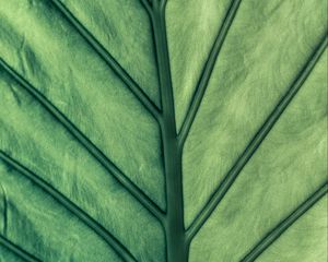 Preview wallpaper leaf, green, veins, macro