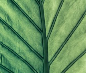 Preview wallpaper leaf, green, veins, macro