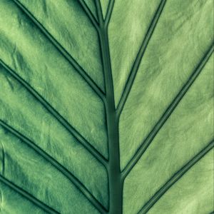 Preview wallpaper leaf, green, veins, macro