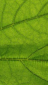 Preview wallpaper leaf, green, veins, macro, greenery
