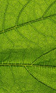 Preview wallpaper leaf, green, veins, macro, greenery