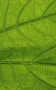 Preview wallpaper leaf, green, veins, macro, greenery