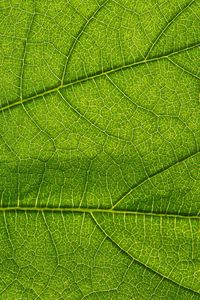 Preview wallpaper leaf, green, veins, macro, greenery